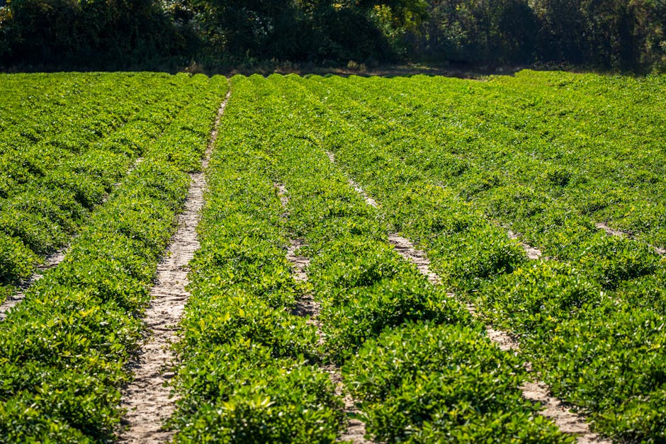 Illustration du métier de Aide agricole en production végétale
