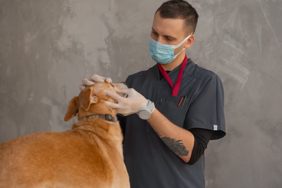 Illustration du métier de Auxiliaire vétérinaire