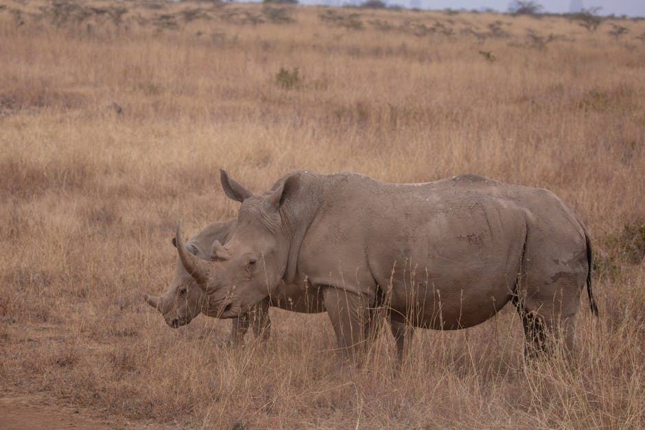 Illustration du métier de Oto-rhino-laryngologiste (ORL)