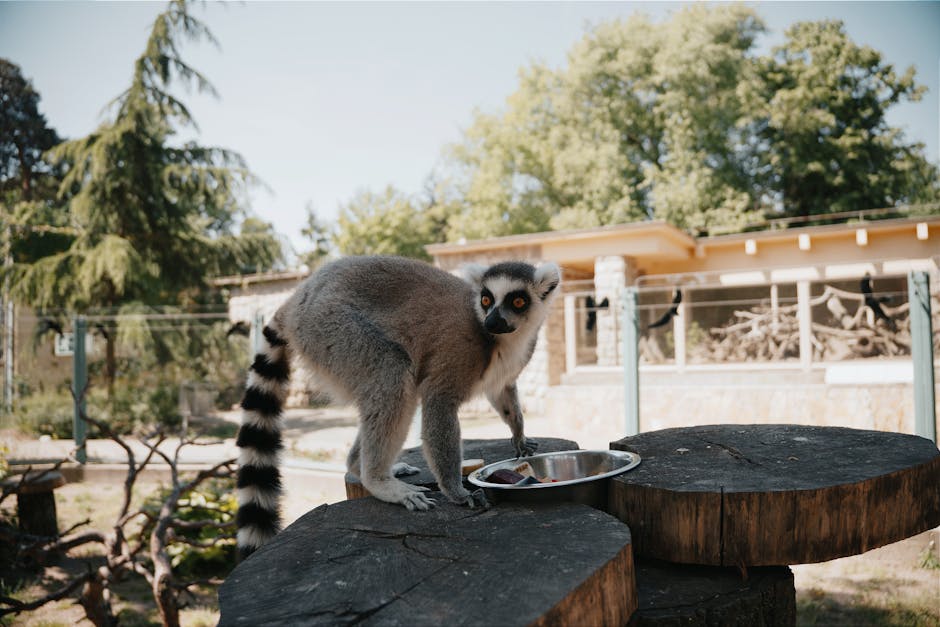 Illustration du métier de Soigneur animalier / Soigneuse animalière