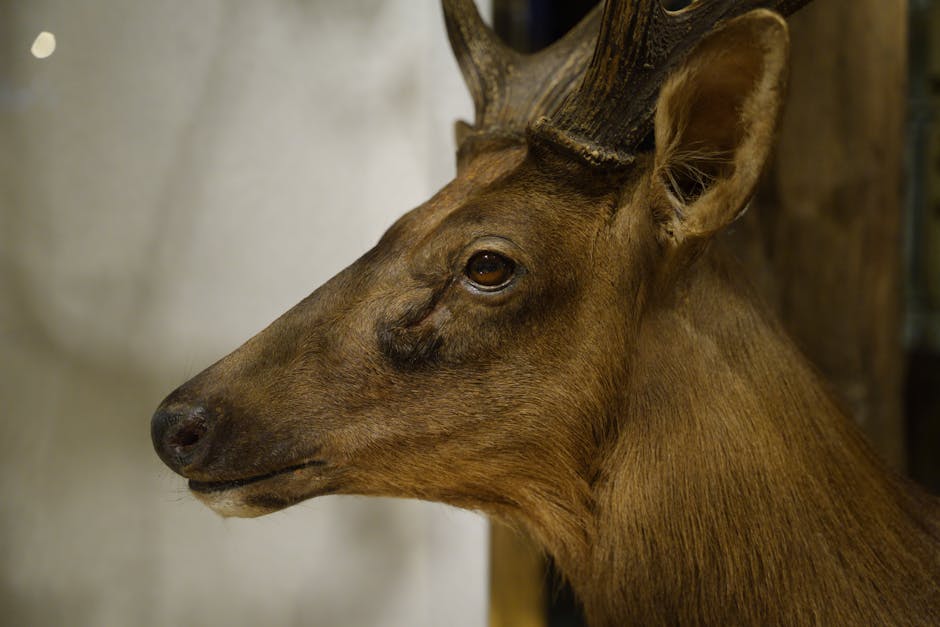 Illustration du métier de Taxidermiste