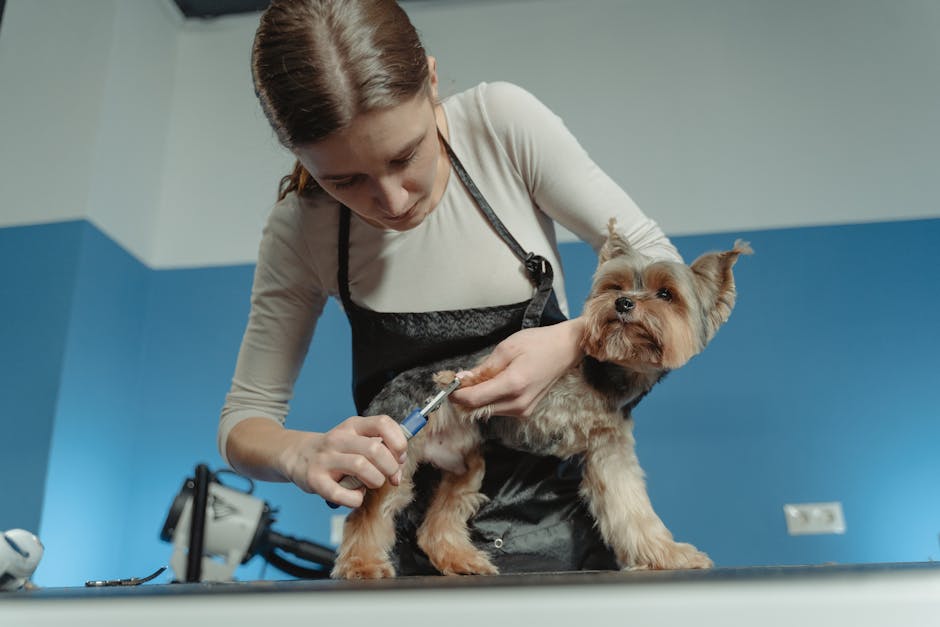 Illustration du métier de Toiletteur / Toiletteuse d'animaux